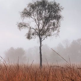 Eenzame boom in het Buurserzand van Jeroen Brasz