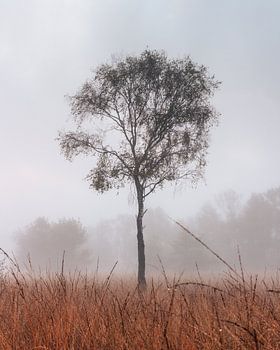 Einsamer Baum im Buurserzand