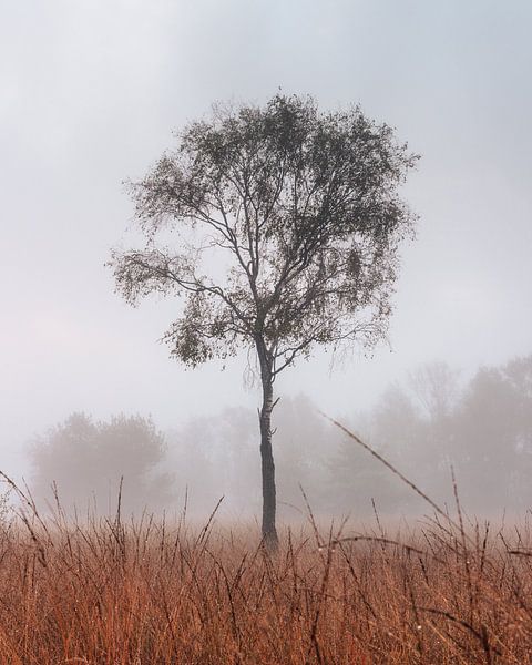 Eenzame boom in het Buurserzand van Jeroen Brasz