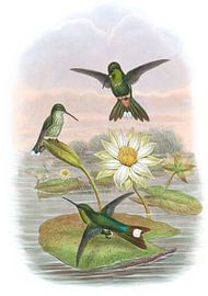 Red-vented White-tip, John Gould by Hummingbirds