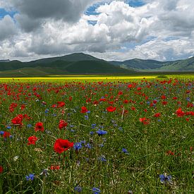 Poppies at Piano Grande, Umbrien, Italy van Frank Lavooij