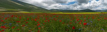 Poppies at Piano Grande, Umbrien, Italy van Frank Lavooij