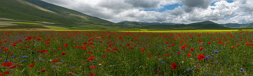 Poppies at Piano Grande, Umbria, Italy by Frank Lavooij