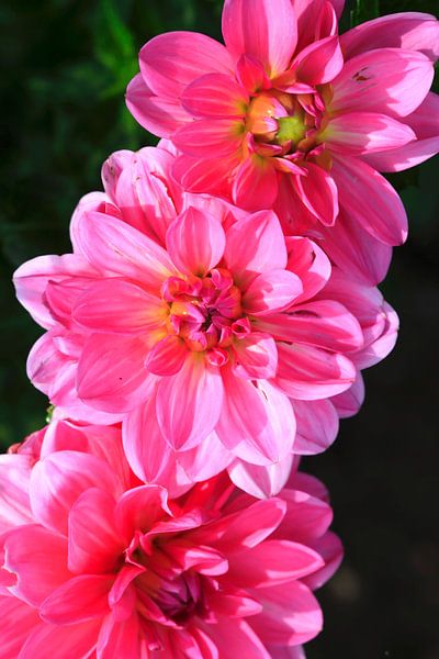 Dahlie von Thomas Jäger