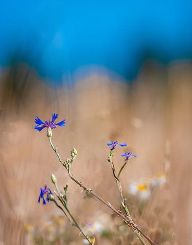 Himmelblaue Kornblumen