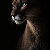 Portrait de puma sous un éclairage tamisé – gros plan puissant et élégant d'un animal sauvage sur fond sombre sur Design Wall Arts