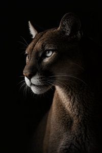 Portrait de puma sous un éclairage tamisé – gros plan puissant et élégant d'un animal sauvage sur fond sombre