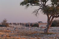 Olifanten Etosha National Park - Okaukuejo Water Hole van Eddy Kuipers thumbnail