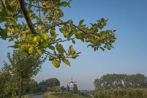 Fräse am Apfelbaum