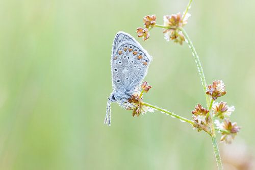 Ikarusblau mit Tautropfen