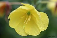 Gelbe Blume von Riegler klaus Miniaturansicht