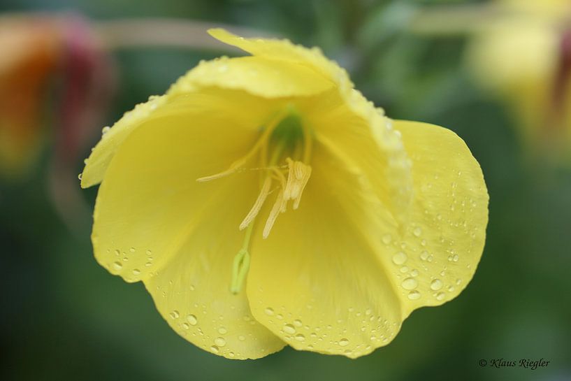 Gelbe Blume von Riegler klaus