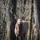 Red Deer Stag Portrait Winter Forest by Imladris Images thumbnail