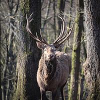 Edelhert Portret Winter Bos