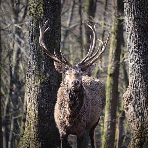 Red Deer Stag Portrait Winter Forest by Imladris Images