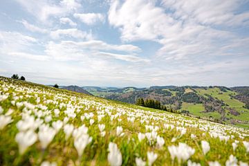 eine Wiese aus weißen Krokussen am Hündle bei Oberstaufen von Leo Schindzielorz