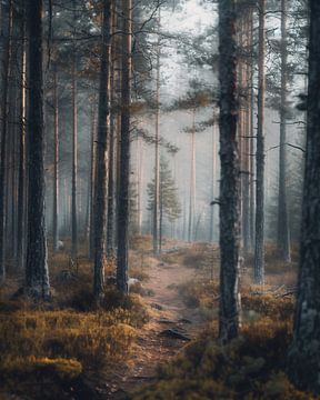 Wandeling door een mystiek bos van fernlichtsicht