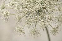 Bloemen. Schermbloemen. 6