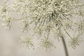 Fleurs. ombellifères. 6