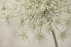 Blumen. Doldenblütlern. 6
