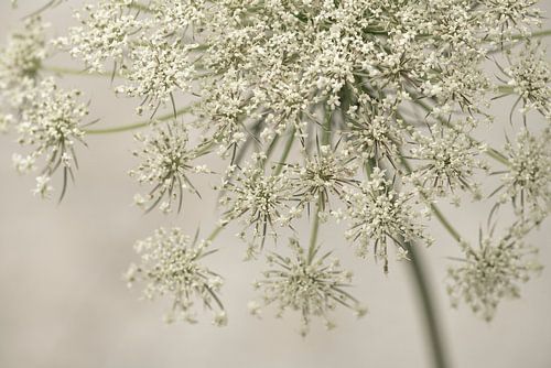 Bloemen. Schermbloemen. 6