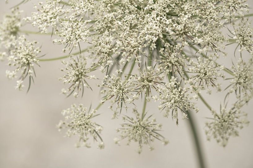 Blumen. Doldenblütlern. 6 von Alie Ekkelenkamp