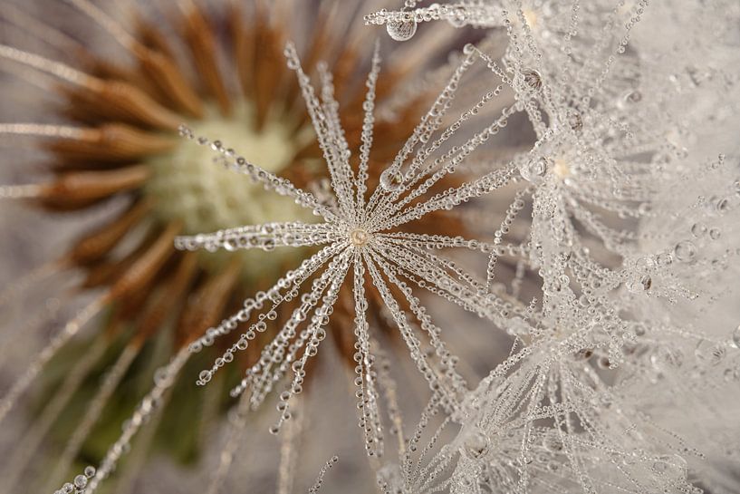 A piece of fluff with drops for the fluff ball by Marjolijn van den Berg