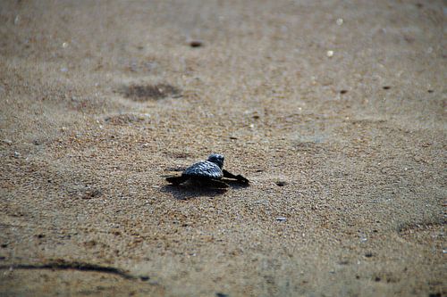 Schildkröte am Strand von Kuta