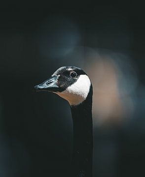 Curious goose