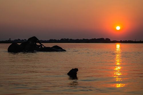 Olifanten bij zonsondergang in rivier (Chobe NP)