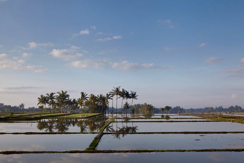 Bali rice paddies. Bali is known for its beautiful and dramatic rice terraces. by Tjeerd Kruse