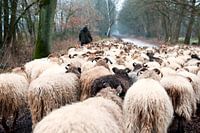 Sheep herd in winter