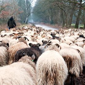 Troupeau de moutons Holtinger sur Ivonne Wierink