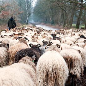 Sheep herd in winter by Ivonne Wierink