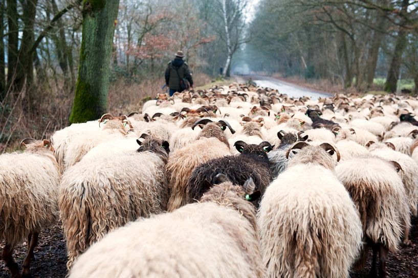 schaapskudde met Holtinger schapen van Ivonne Wierink