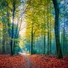 Sunbeams on a forest path during autumn by eric van der eijk