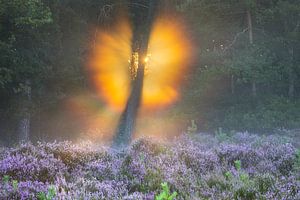 Gouden lichtstralen rond boom