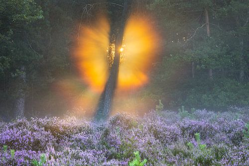 Golden rays of light around tree