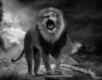 Lion's Roar, Krystina Wisniowska by 1x