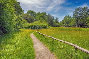 Walking in nature reserve "The Hout" in Alkmaar