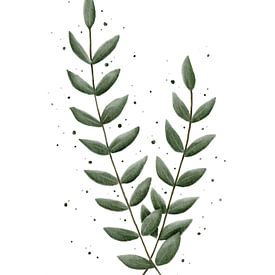 Eucalyptus small with fine leaves by Anke la Faille