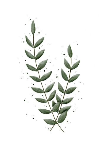 Eucalyptus small with fine leaves by Anke la Faille