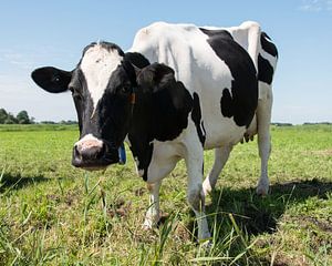 zwartbonte koe in een weiland