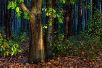 Herbstfarben