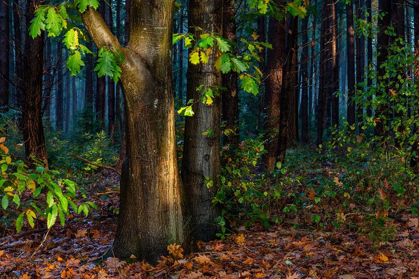 Herbstfarben von Karin Broekhuijsen