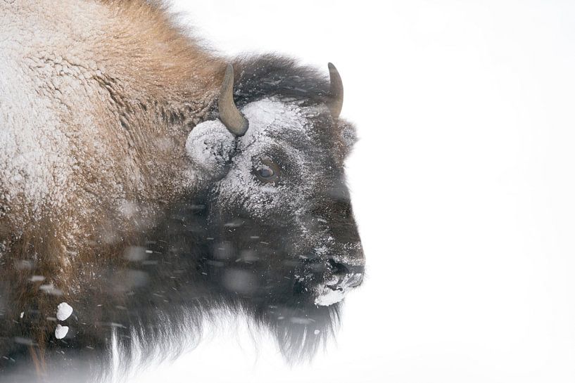 Amerikanischer Bison * Bison bison * im Schneesturm von wunderbare Erde