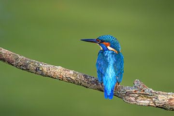 IJsvogel van Joost van Doorn