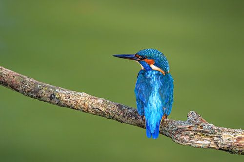 Kingfisher