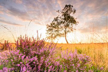Zonsopgang boven bloeiende heide in natuurgebied de Veluwe