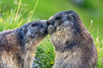 Marmottes des Alpes sur Achim Thomae